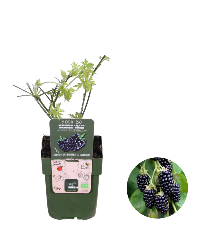 Brombeere ohne Dornen (Rubus fruticosus)