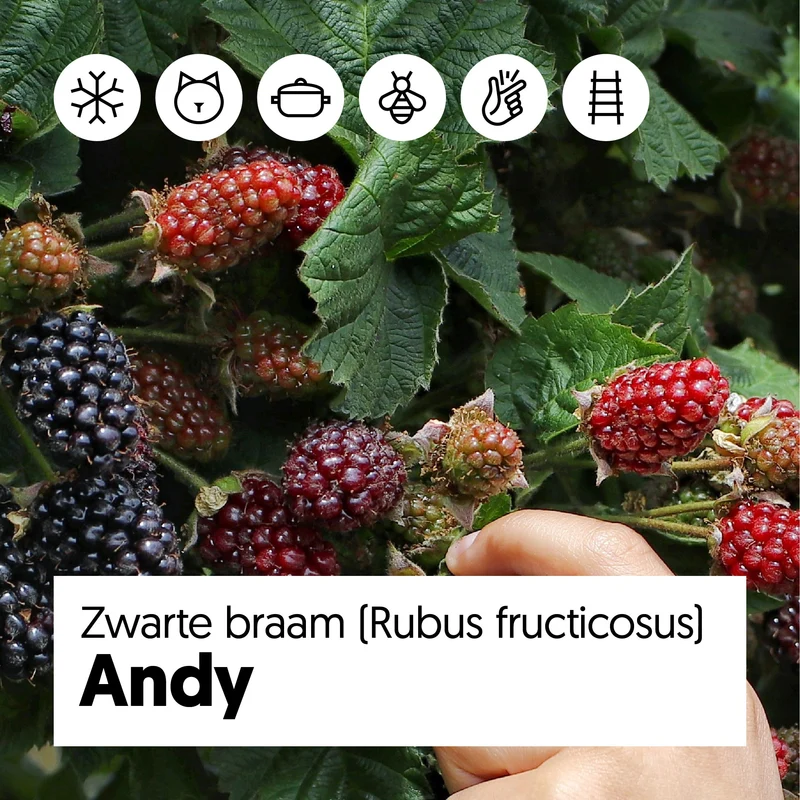 Brombeere ohne Dornen (Rubus fruticosus)