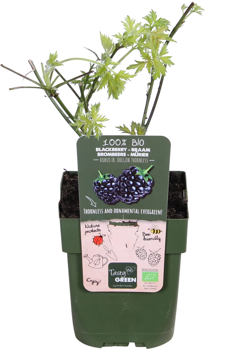 Brombeere ohne Dornen (Rubus fruticosus)
