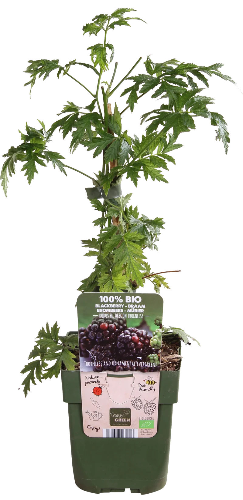 Brombeere ohne Dornen (Rubus fruticosus)