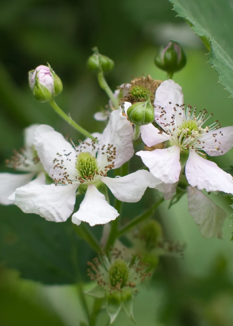 Brombeere ohne Dornen (Rubus fruticosus)