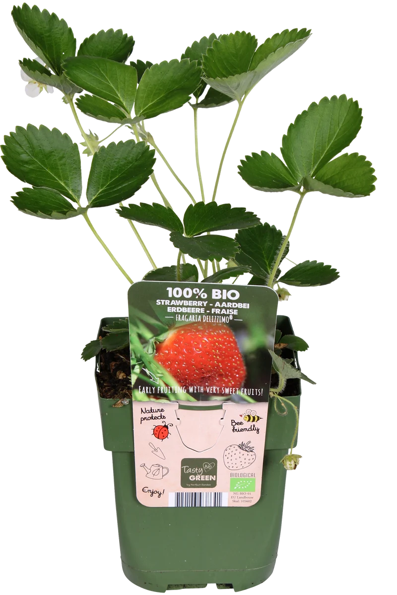 Gartenerdbeere (Fragaria ananassa)