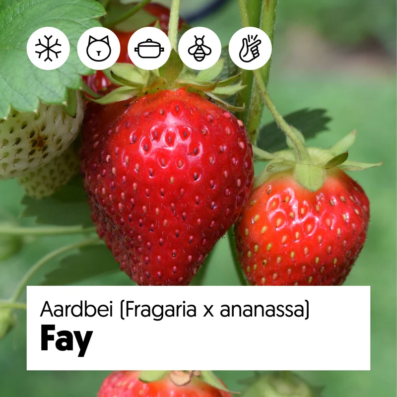 Gartenerdbeere (Fragaria ananassa)