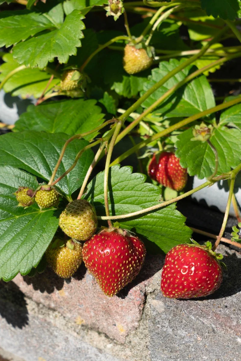 Gartenerdbeere (Fragaria ananassa)