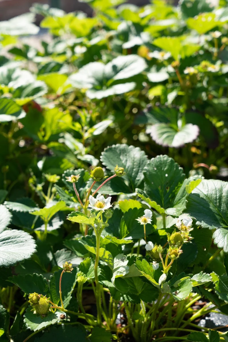 Gartenerdbeere (Fragaria ananassa)