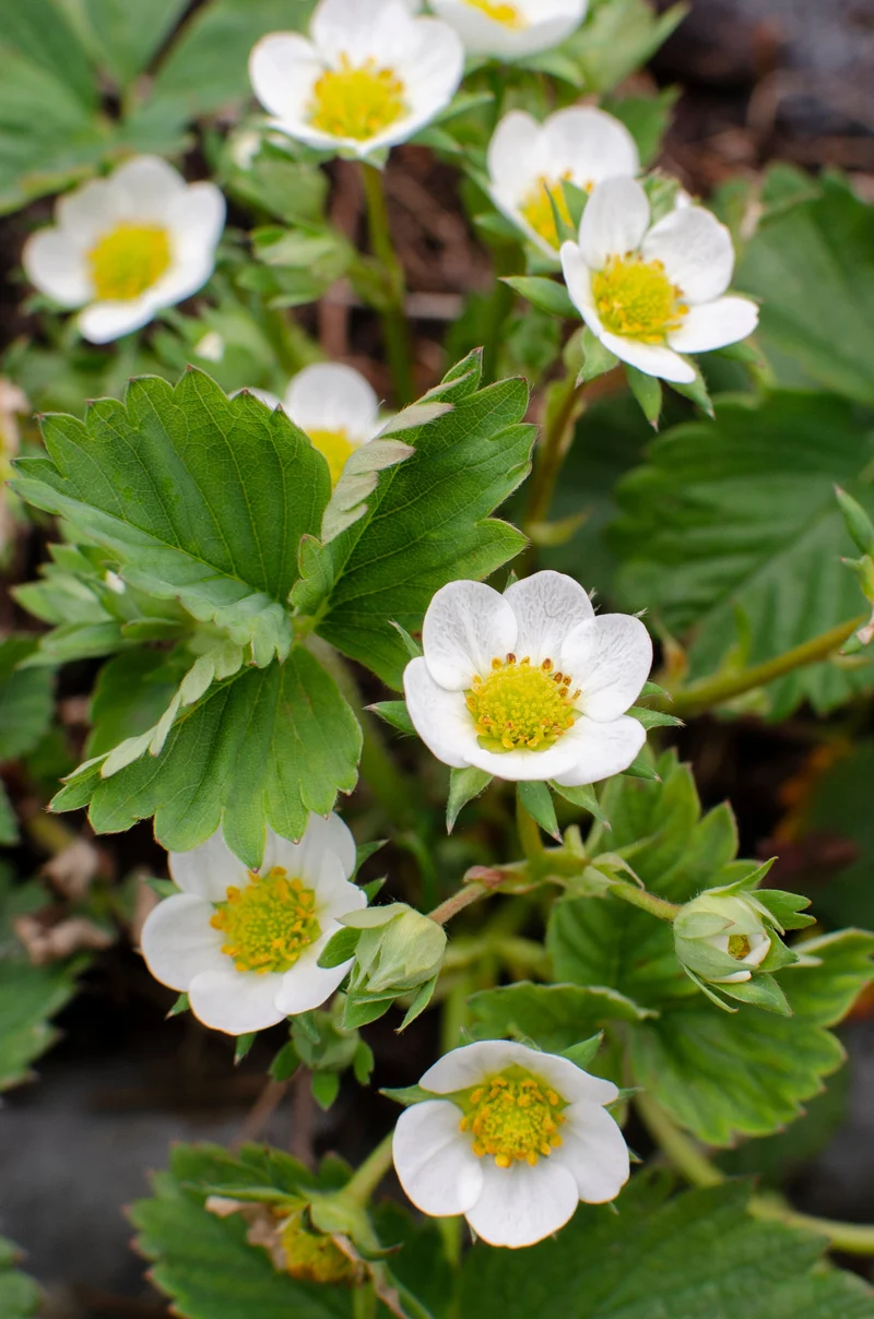 Gartenerdbeere (Fragaria ananassa)