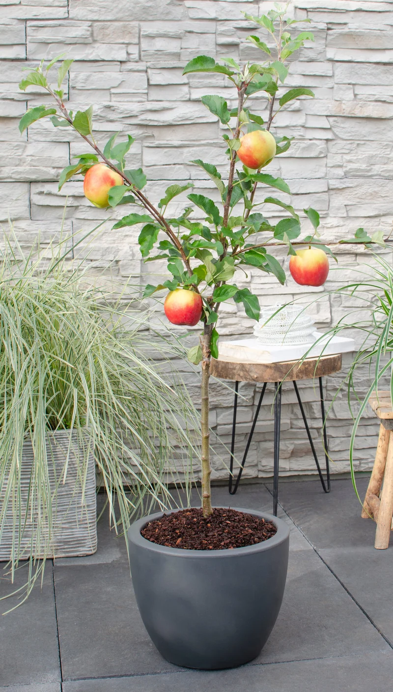 Apfelbaum (Malus domestica elstar)