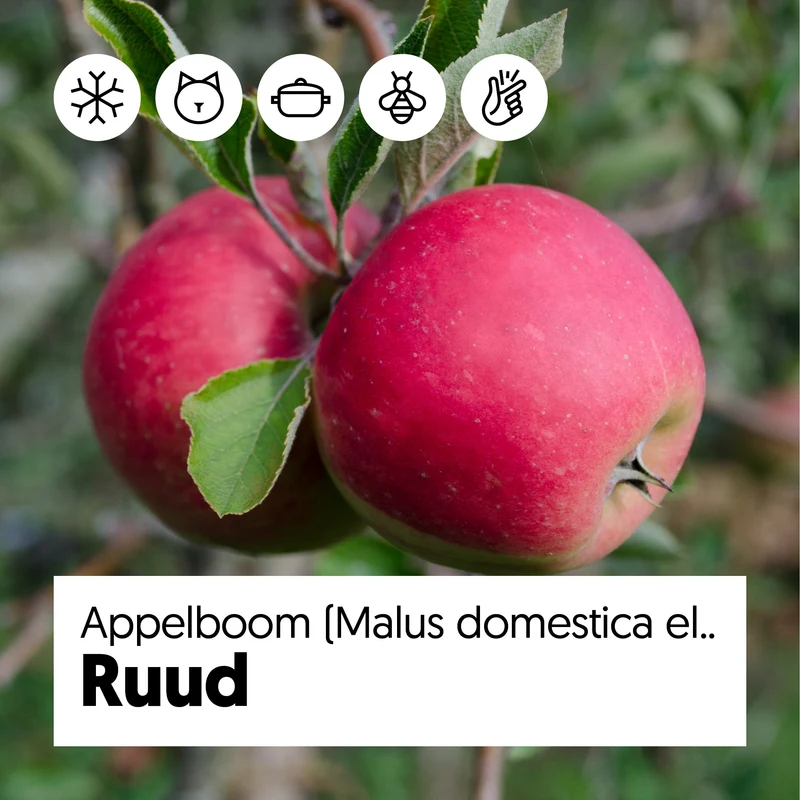 Apfelbaum (Malus domestica elstar)