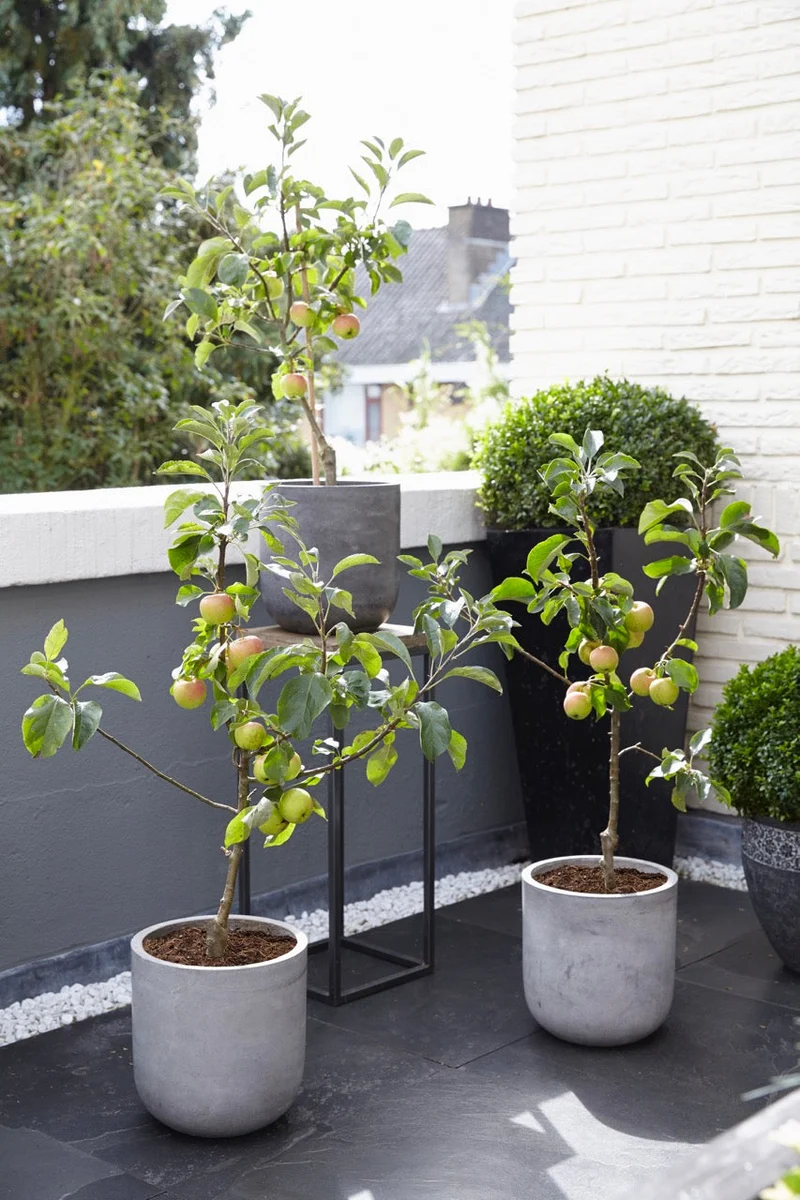 Apfelbaum (Malus domestica elstar)