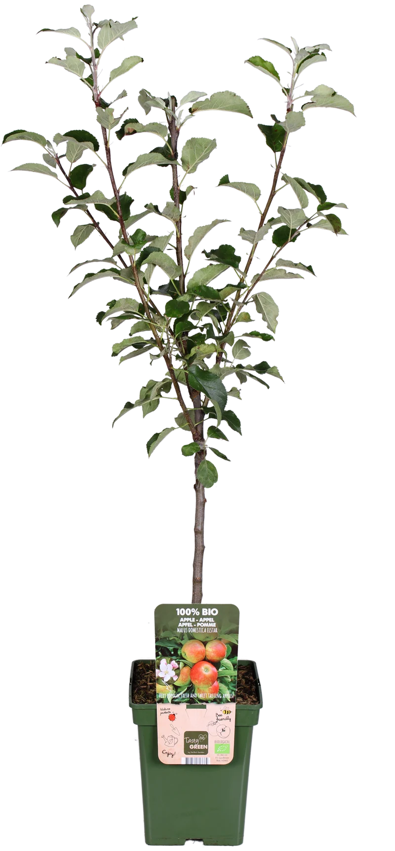 Apfelbaum (Malus domestica elstar)
