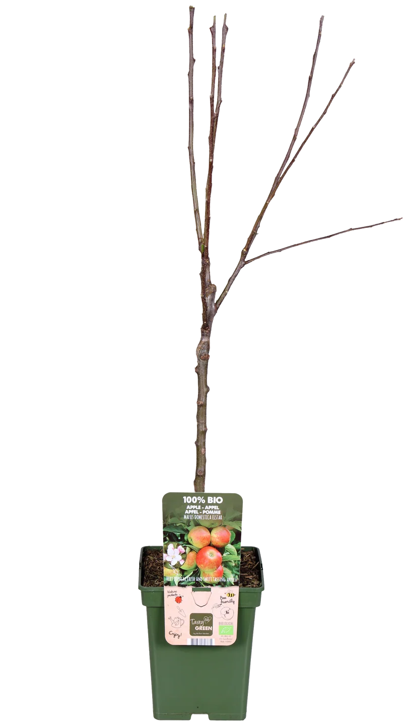 Apfelbaum (Malus domestica elstar)
