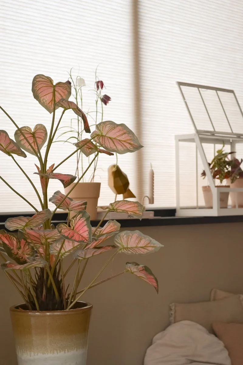 Kunstplant Caladium 90 cm roze