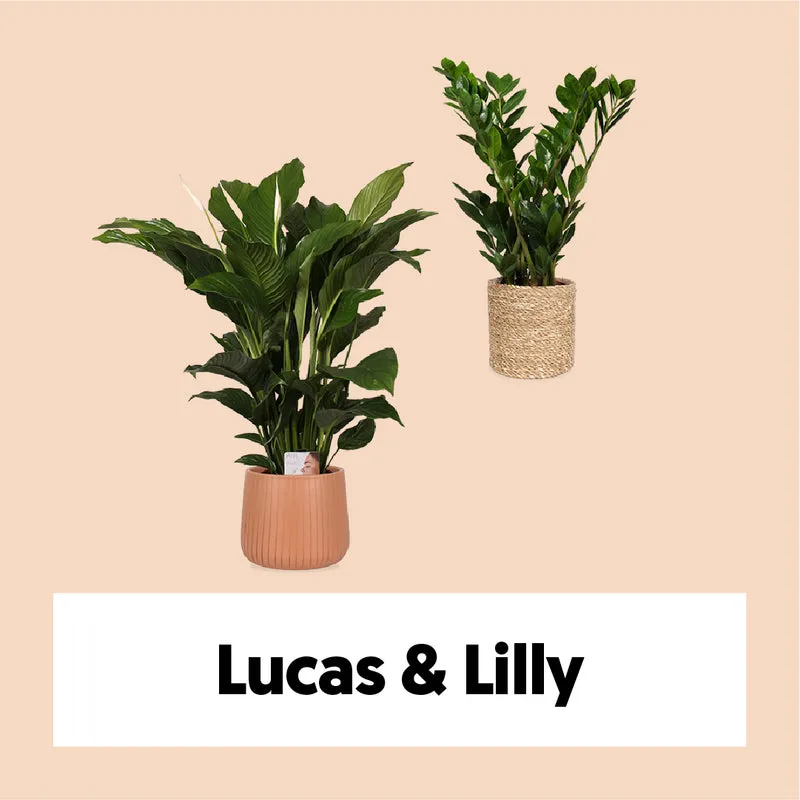 Lucas & Lilly