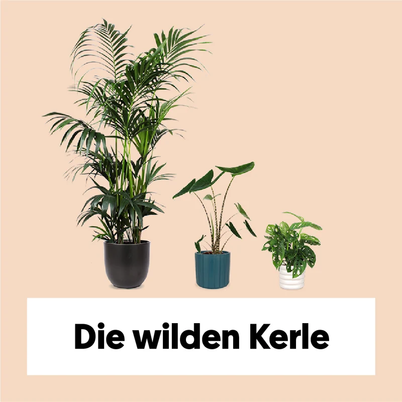 Die wilden Kerle