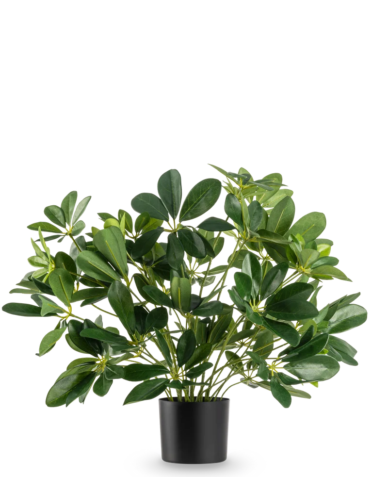 Kunstpflanze Baby Schefflera 45 cm