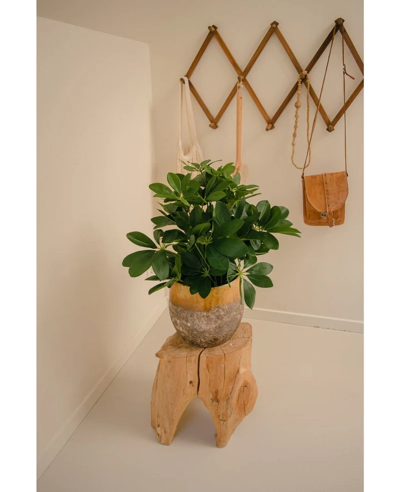 Kunstpflanze Baby Schefflera 45 cm
