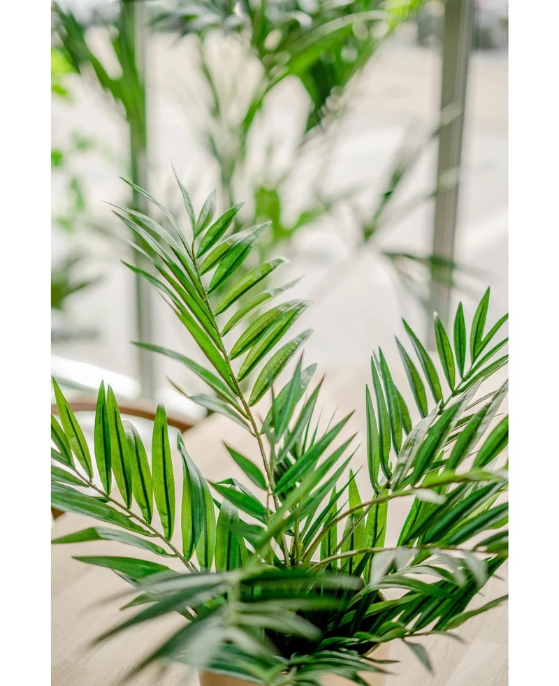 Künstliche Palme Parlour 60 cm