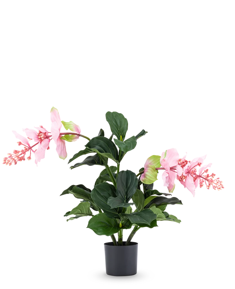Künstliche Pflanze Medinilla 60 cm