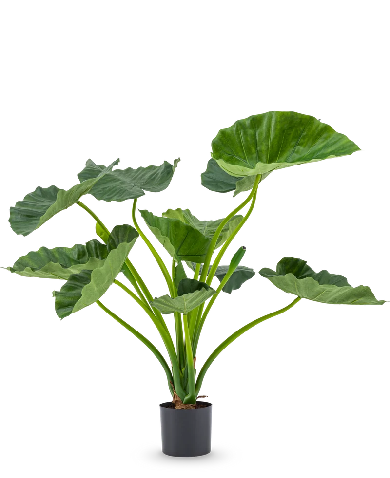Künstliche Pflanze Alocasia Calioora 80 cm