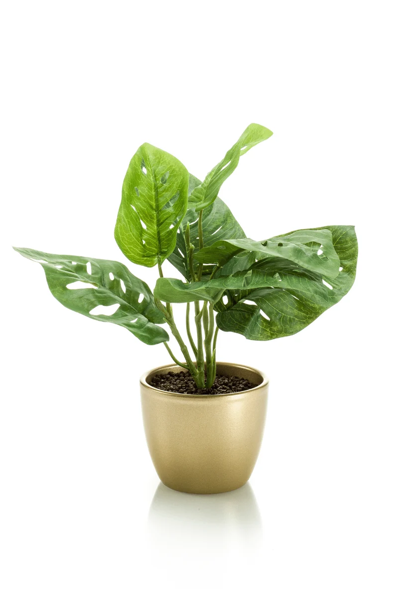 Monstera Monkey Bush Kunstpflanze im goldenen Topf 30cm