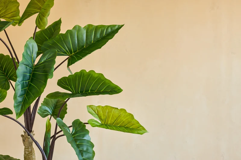 Kunstplant Calocasia 210 cm