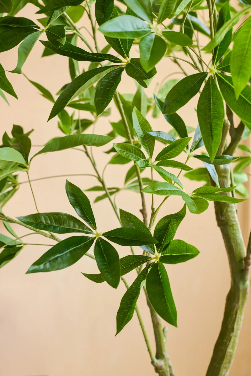 Kunstplant Pachira 180 cm