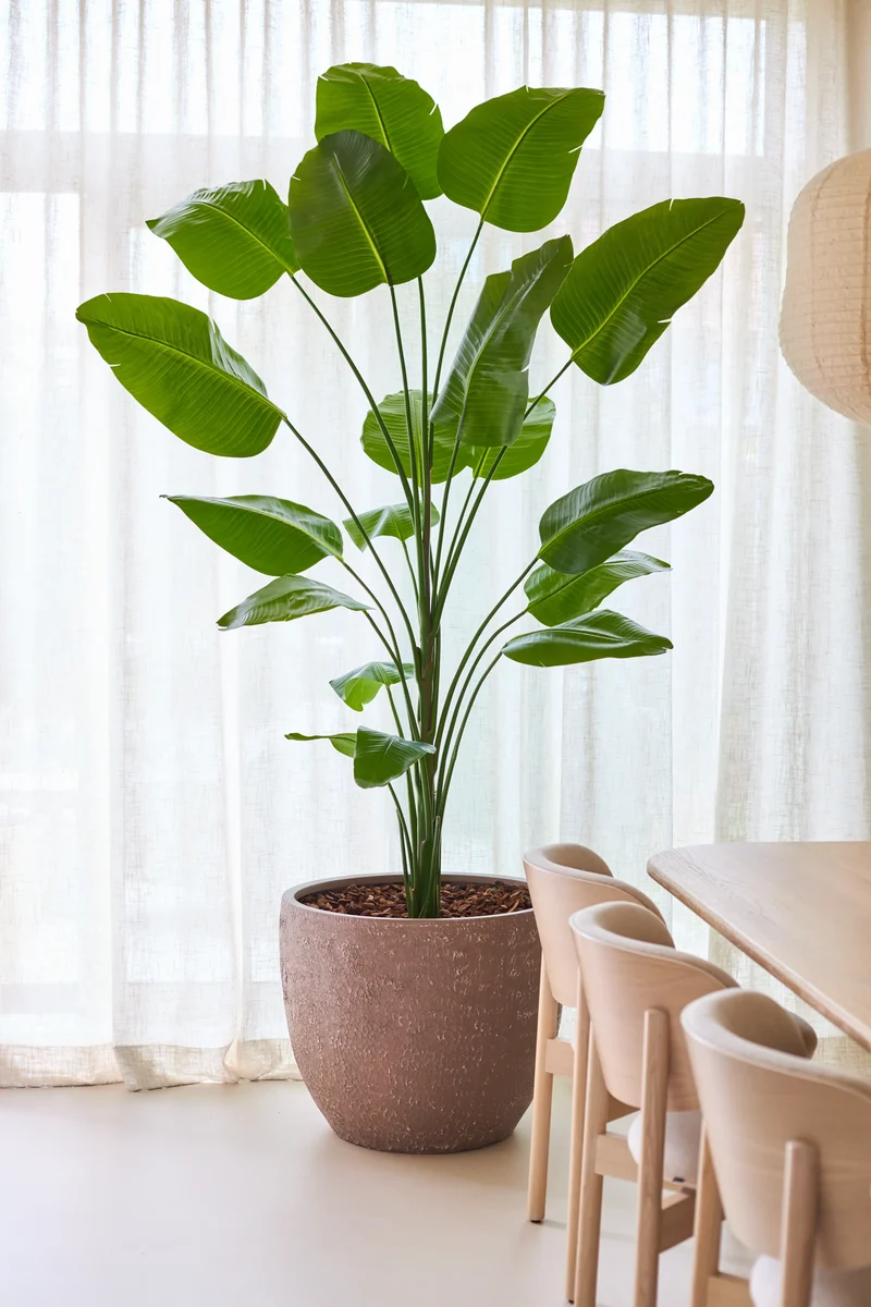 Kunstplant Strelitzia 240 cm real touch