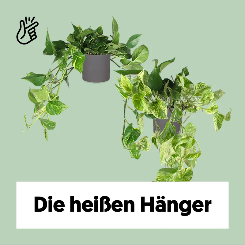 Die heißen Hänger