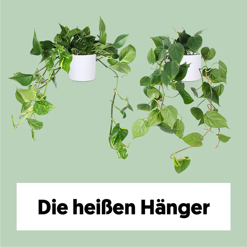 Die heißen Hänger