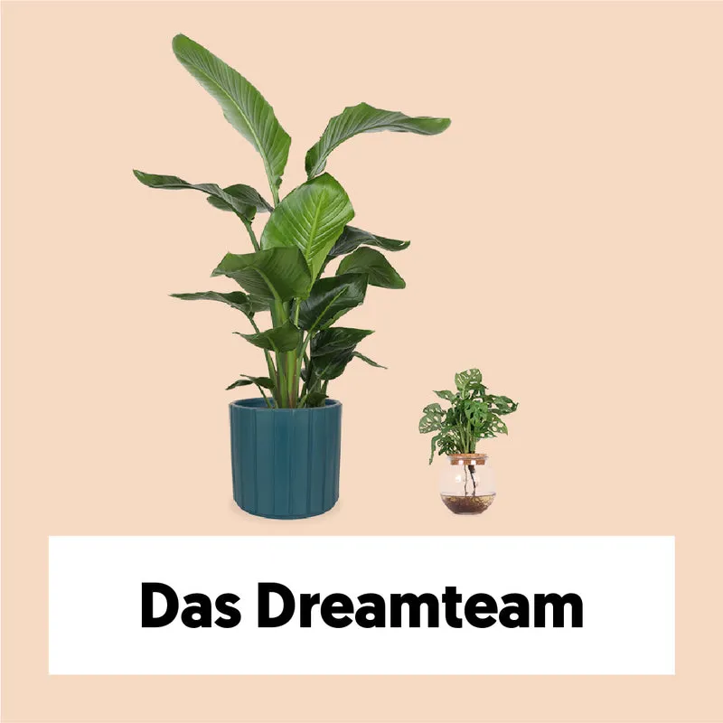 Das Dreamteam