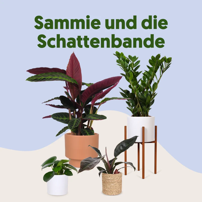 Sammie und die Schattenbande