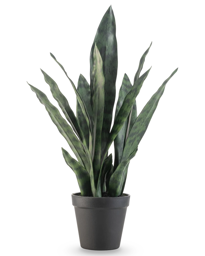 Kunstpflanze Sansevieria Zeylanica 44 cm