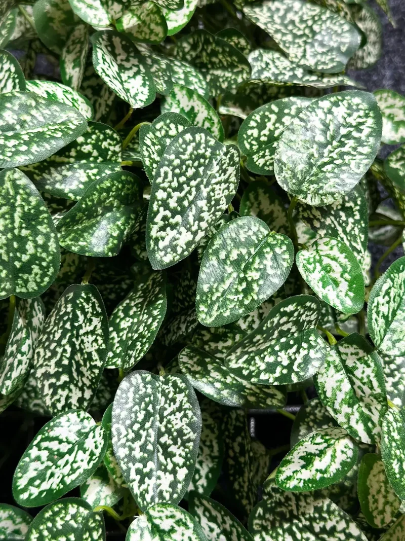 Künstliche Hypoestes - Efe | 50cm