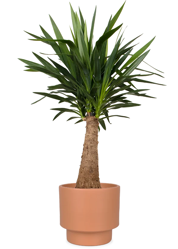 Yucca maya tree (Palmlilie) (L)