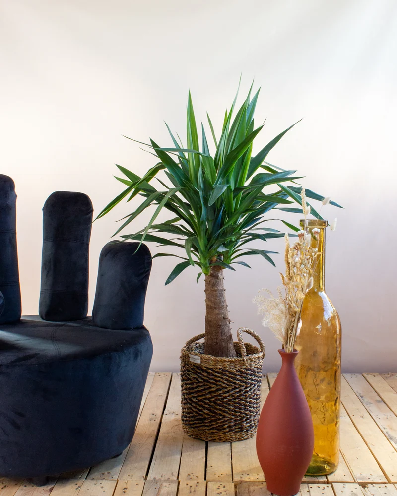 Yucca maya tree (Palmlilie) (L)