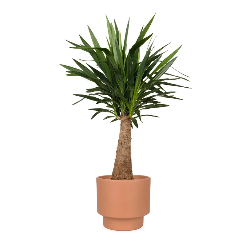 Yucca maya tree (Palmlilie) (L)