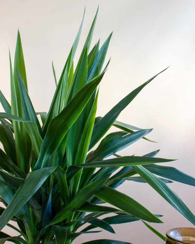 Yucca maya tree (Palmlilie) (L)
