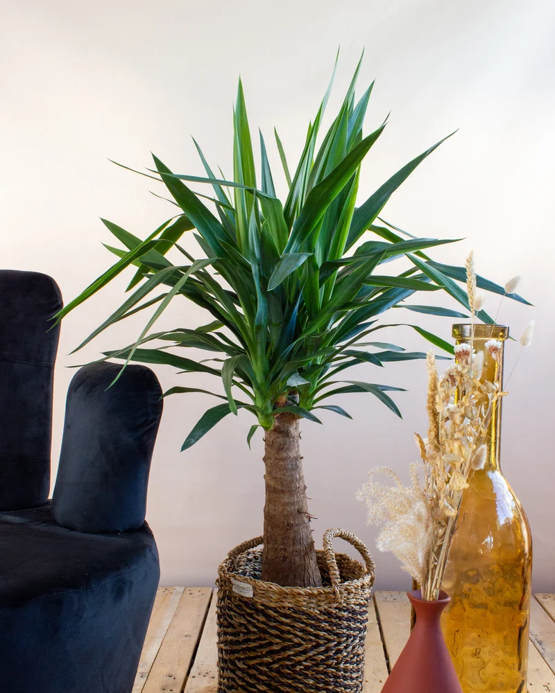 Yucca maya tree (Palmlilie) (L)