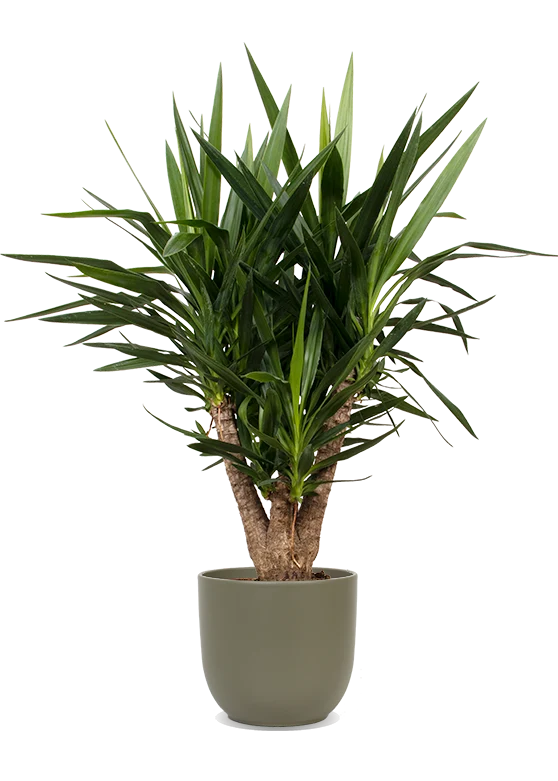 Yucca verzweigter Stamm (Palmlilie) (L)