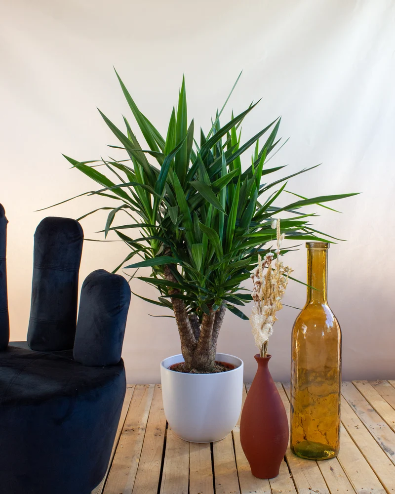 Yucca verzweigter Stamm (Palmlilie) (L)