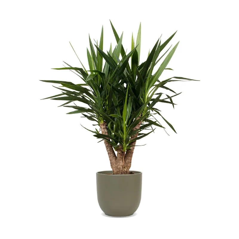 Yucca verzweigter Stamm (Palmlilie) (L)
