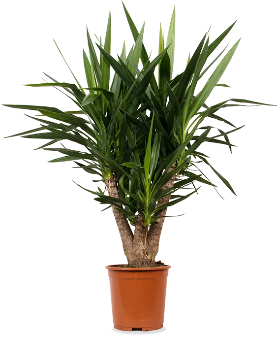 Yucca verzweigter Stamm (Palmlilie) (L)