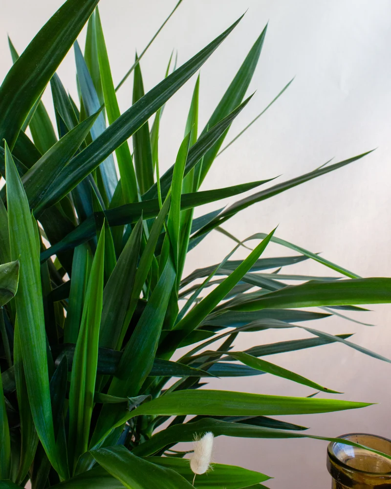 Yucca verzweigter Stamm (Palmlilie) (L)