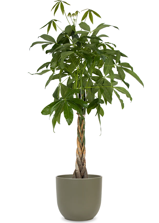 Pachira aquatica (Glückskastanie) (XL)