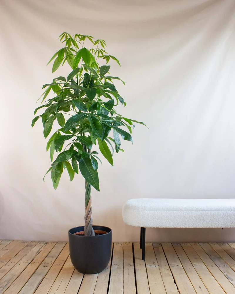 Pachira aquatica (Glückskastanie) (XL)