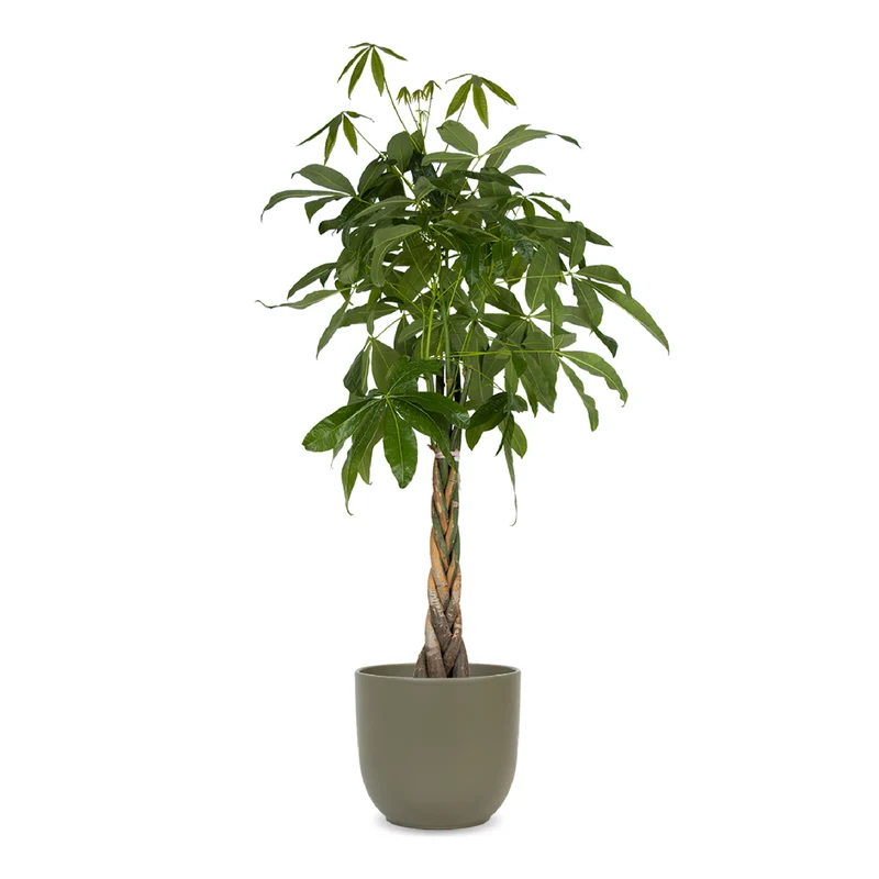 Pachira aquatica (Glückskastanie) (XL)