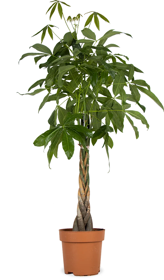 Pachira aquatica (Glückskastanie) (XL)