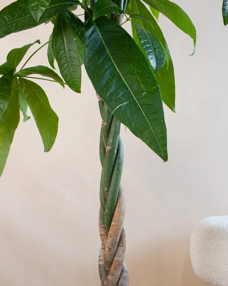 Pachira aquatica (Glückskastanie) (XL)