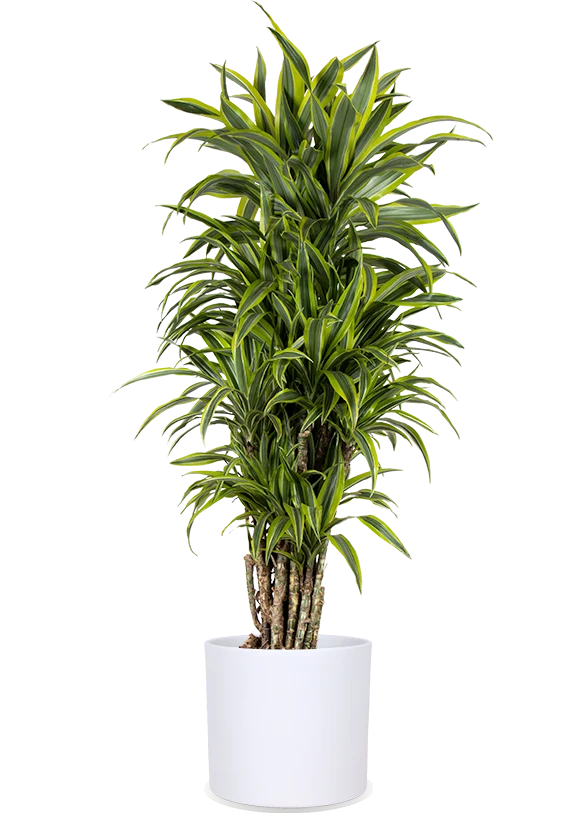 Dracaena lemon lime verzweigter Stamm (Drachenbaum) (XL)