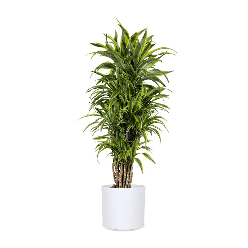 Dracaena lemon lime verzweigter Stamm (Drachenbaum) (XL)